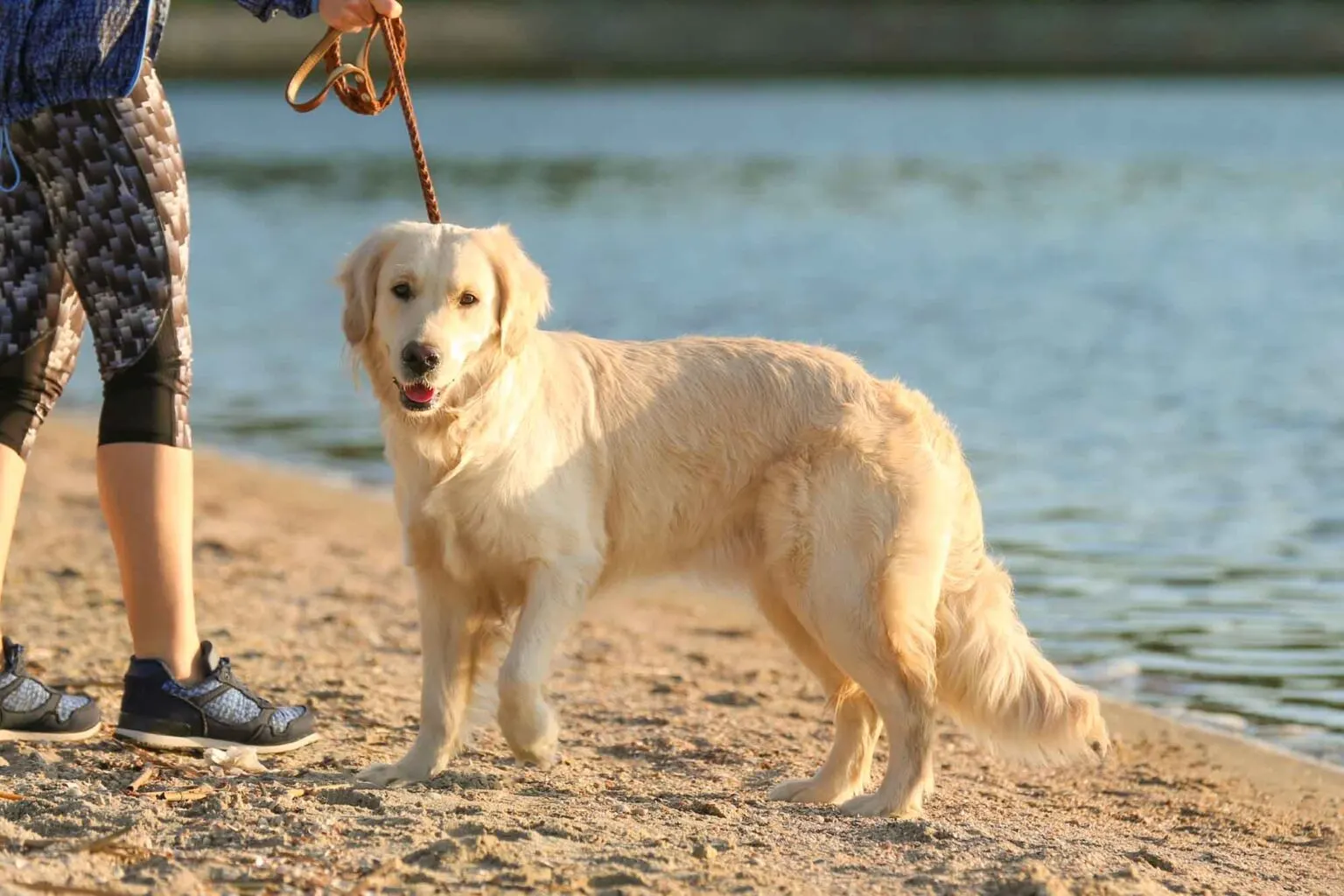yellow golden retriever dog