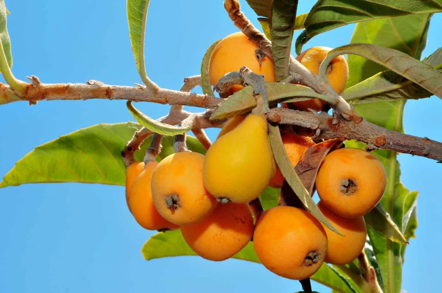 yellow loquat fruit