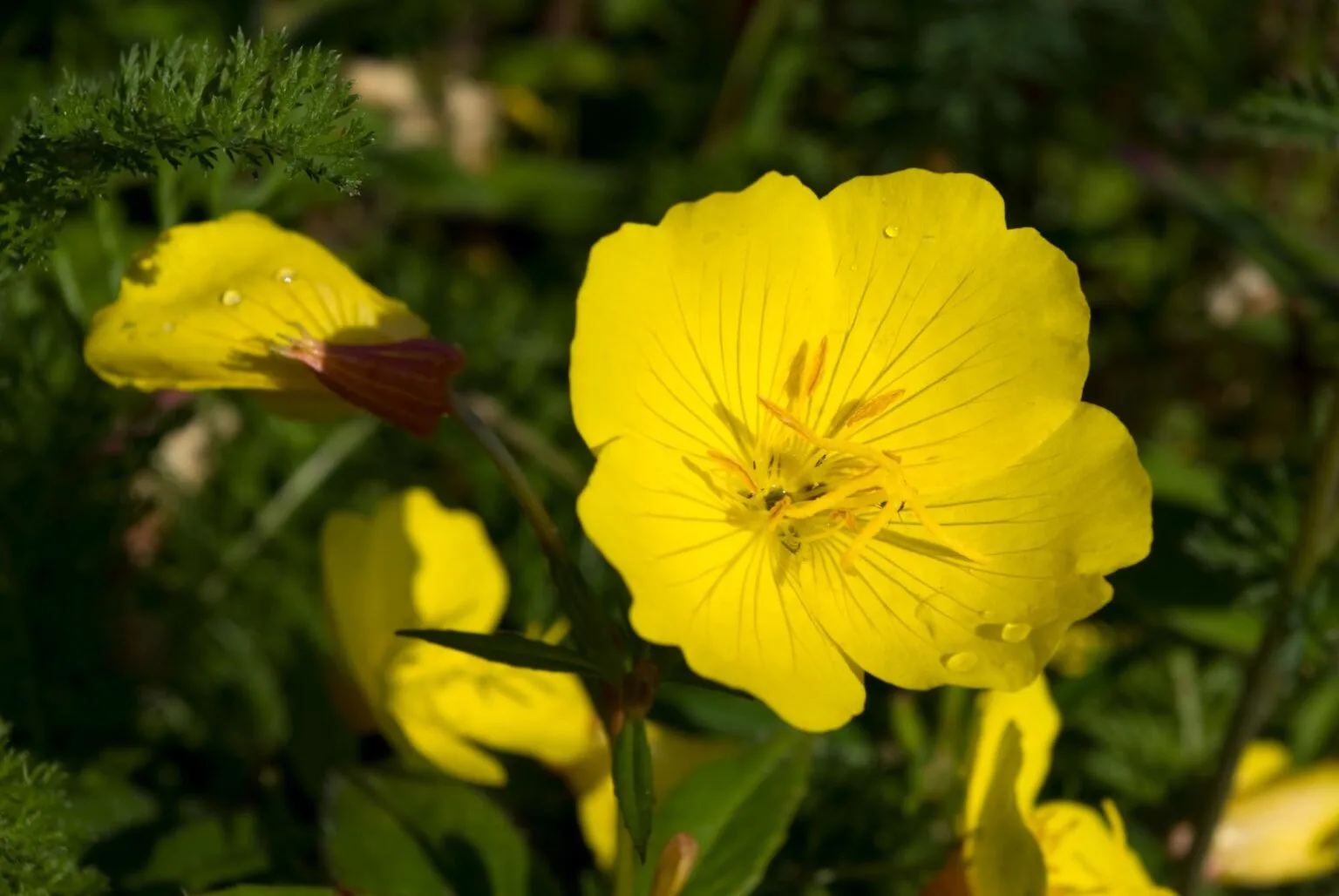 yellow primrose flower