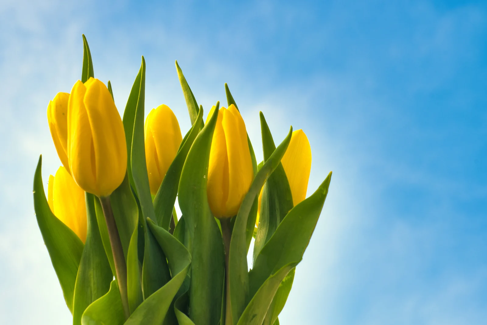 yellow tulips bouquet