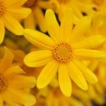 yellow2