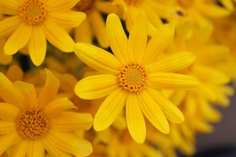 yellow2
