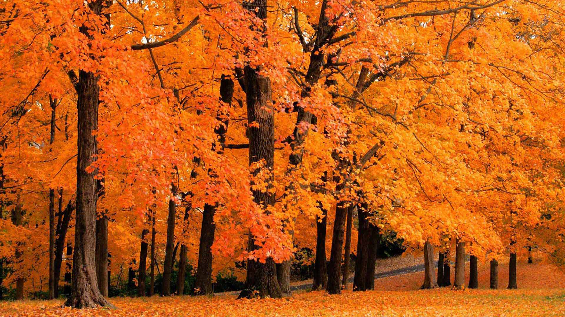 yellow orange autumn spring leafed trees forest hd nature