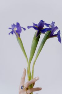 royal purple iris