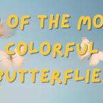 10 of the Most Colorful Butterflies