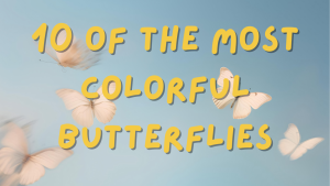 10 of the Most Colorful Butterflies