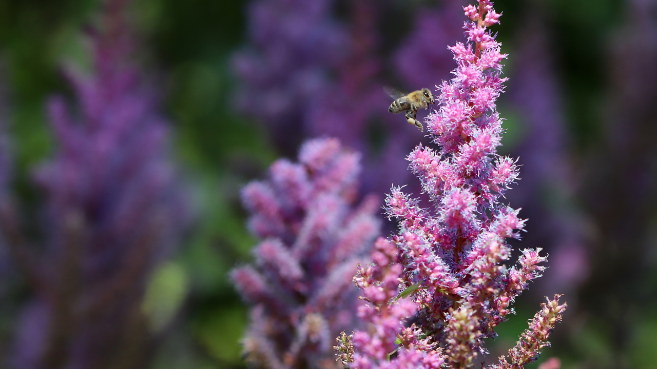 Astilbe