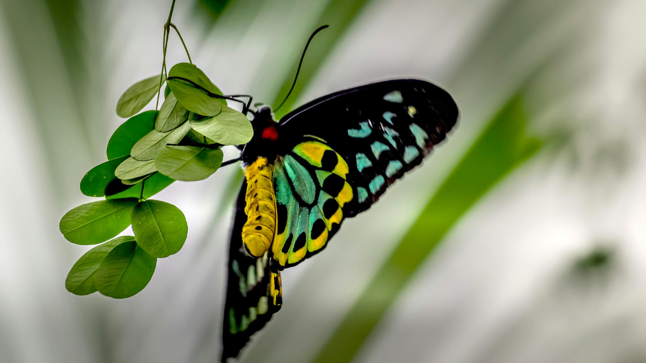 Birdwing Butterflies