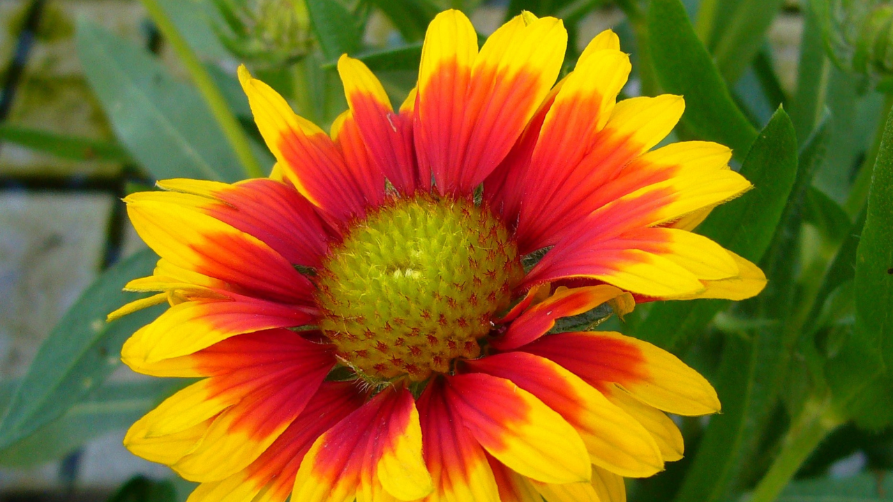 Blanket Flower