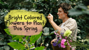 Bright Colored Flowers to Plant This Spring