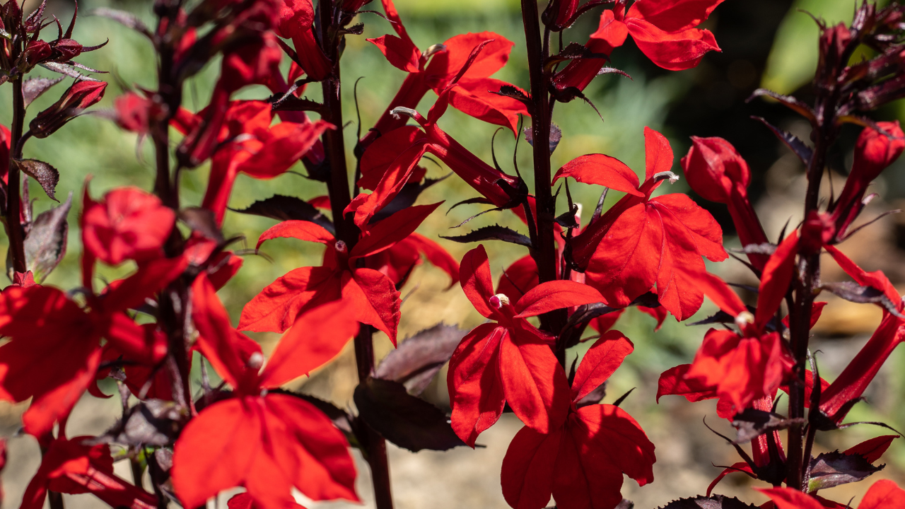 Cardinal Flower