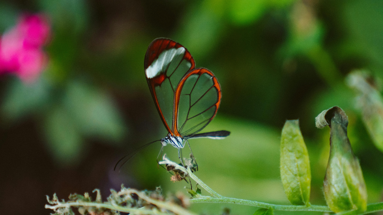 Glasswing Butterfly