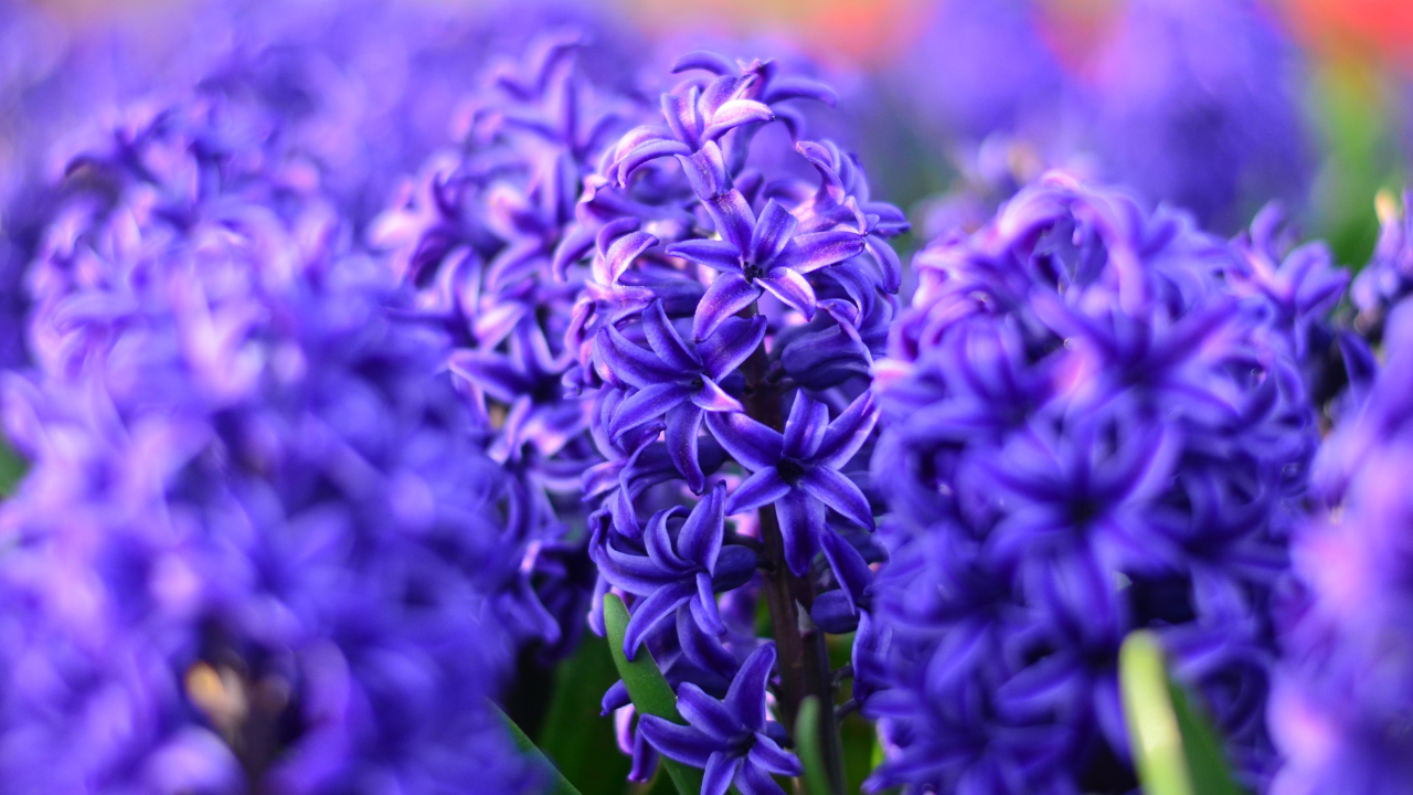 Hyacinth Hyacinth