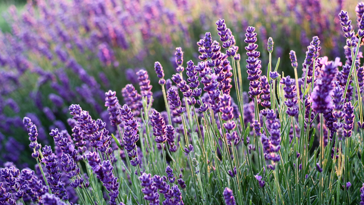 Lavender Lavender