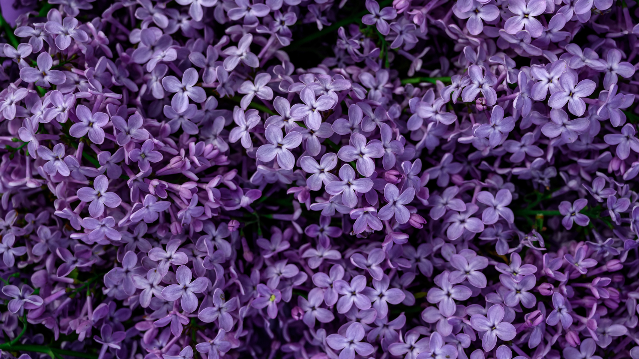 Lilacs Lilacs