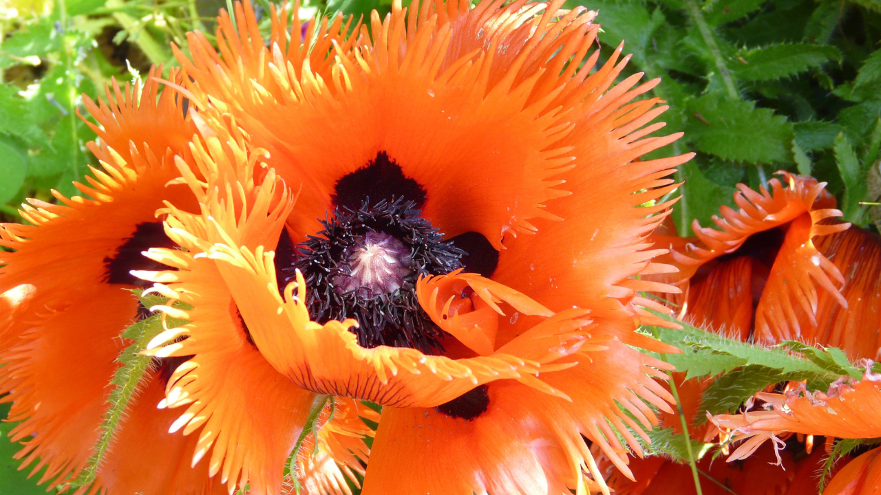 Oriental Poppy