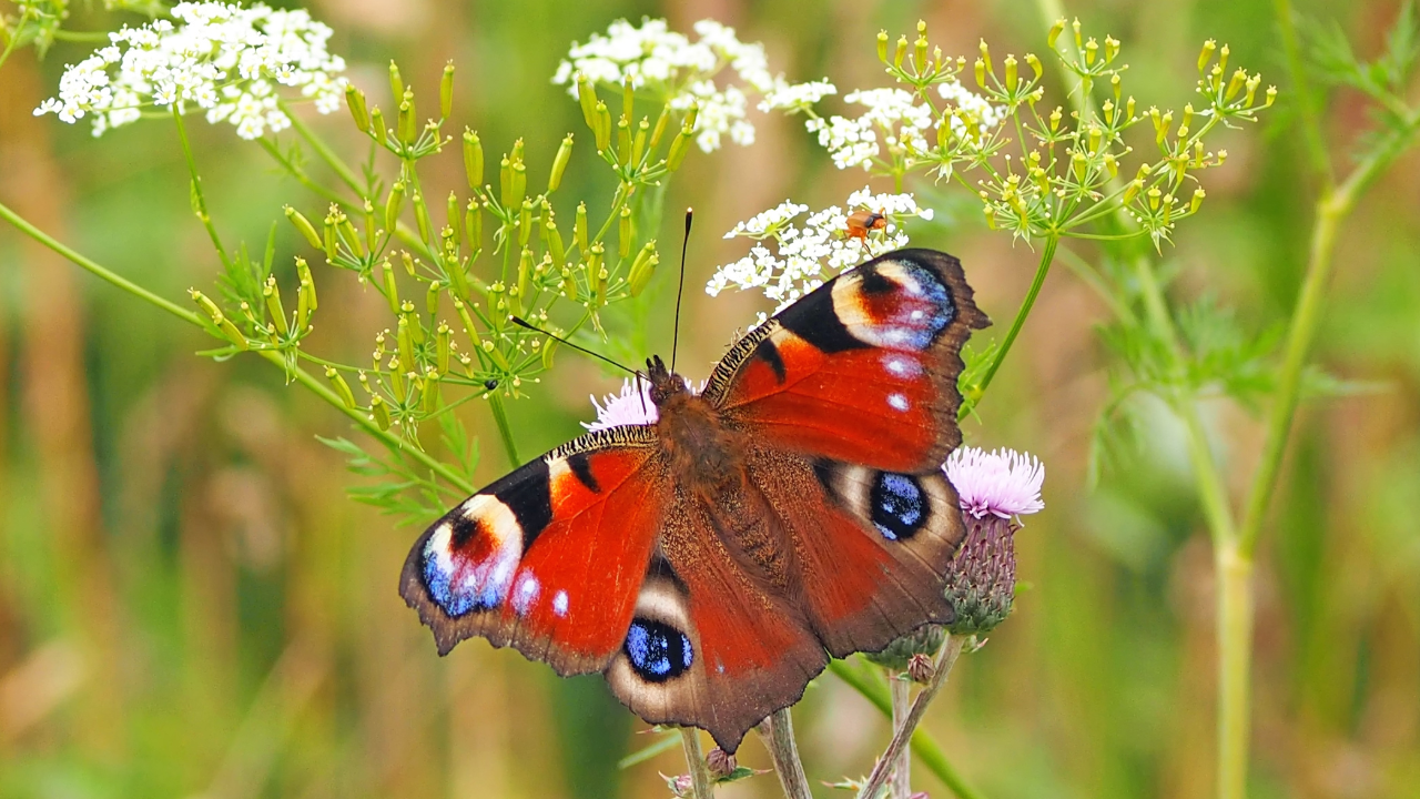 Peacock Butterfly