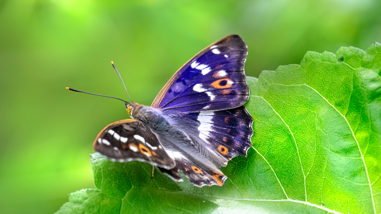 Purple Emperor