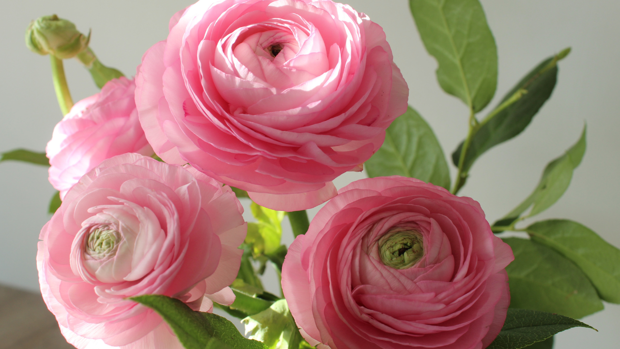 Ranunculus Ranunculus