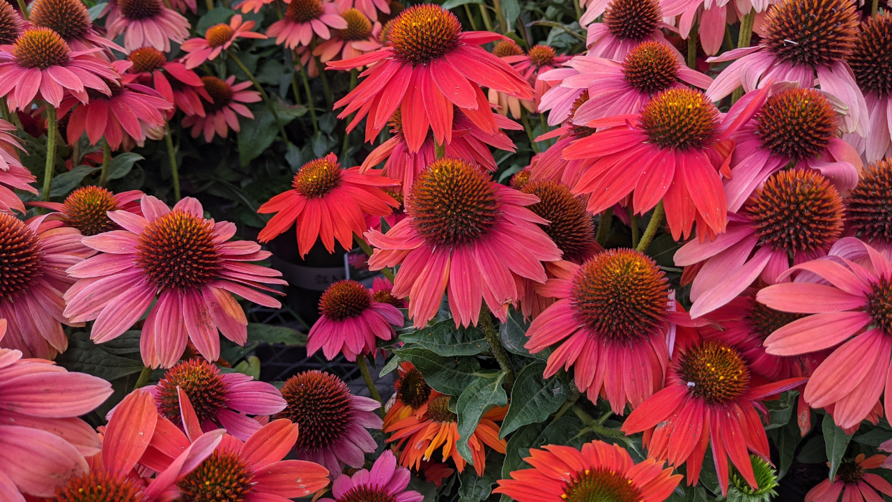 Red Coneflower