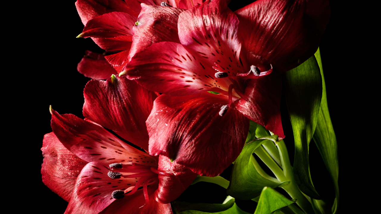 Red Daylily