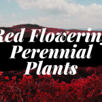 Red Flowering Perennial Plants