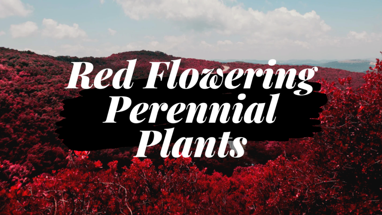 Red Flowering Perennial Plants