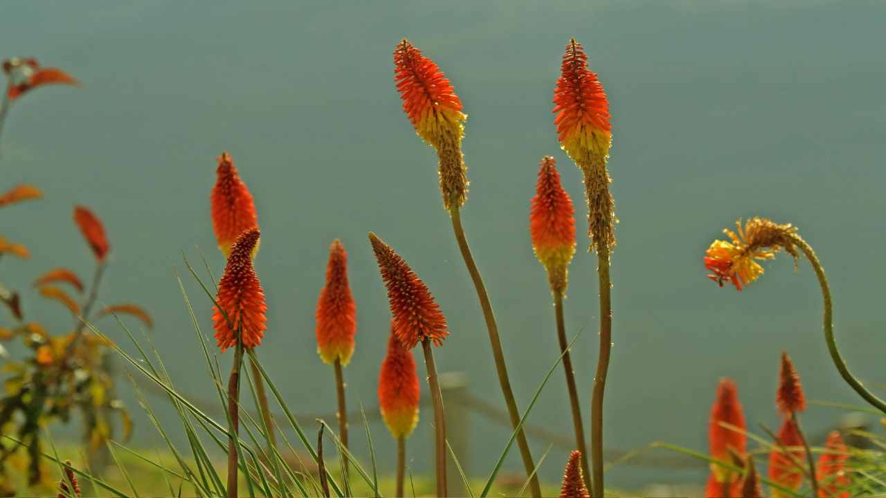 Red Hot Poker
