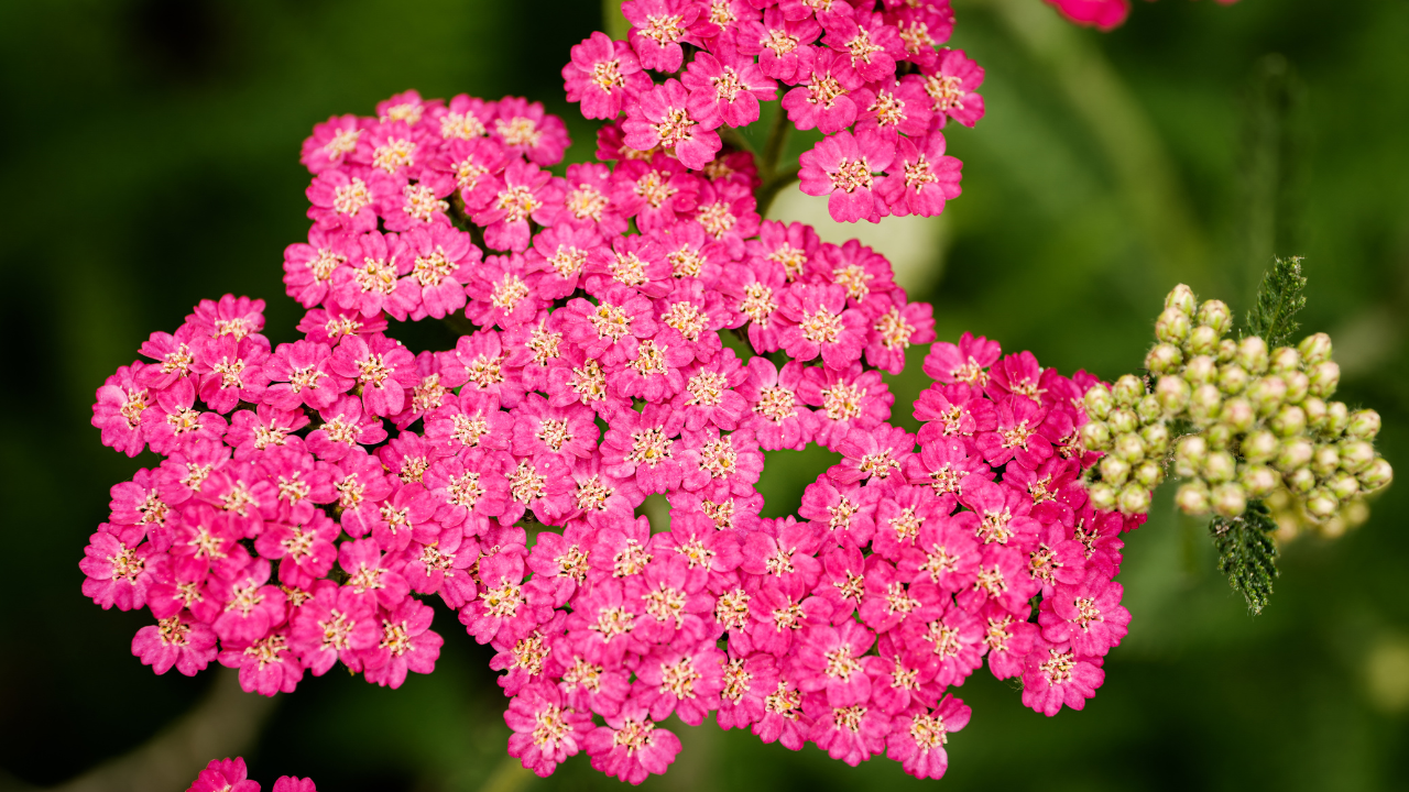 Red Yarrow
