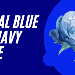 Royal Blue vs Navy Blue