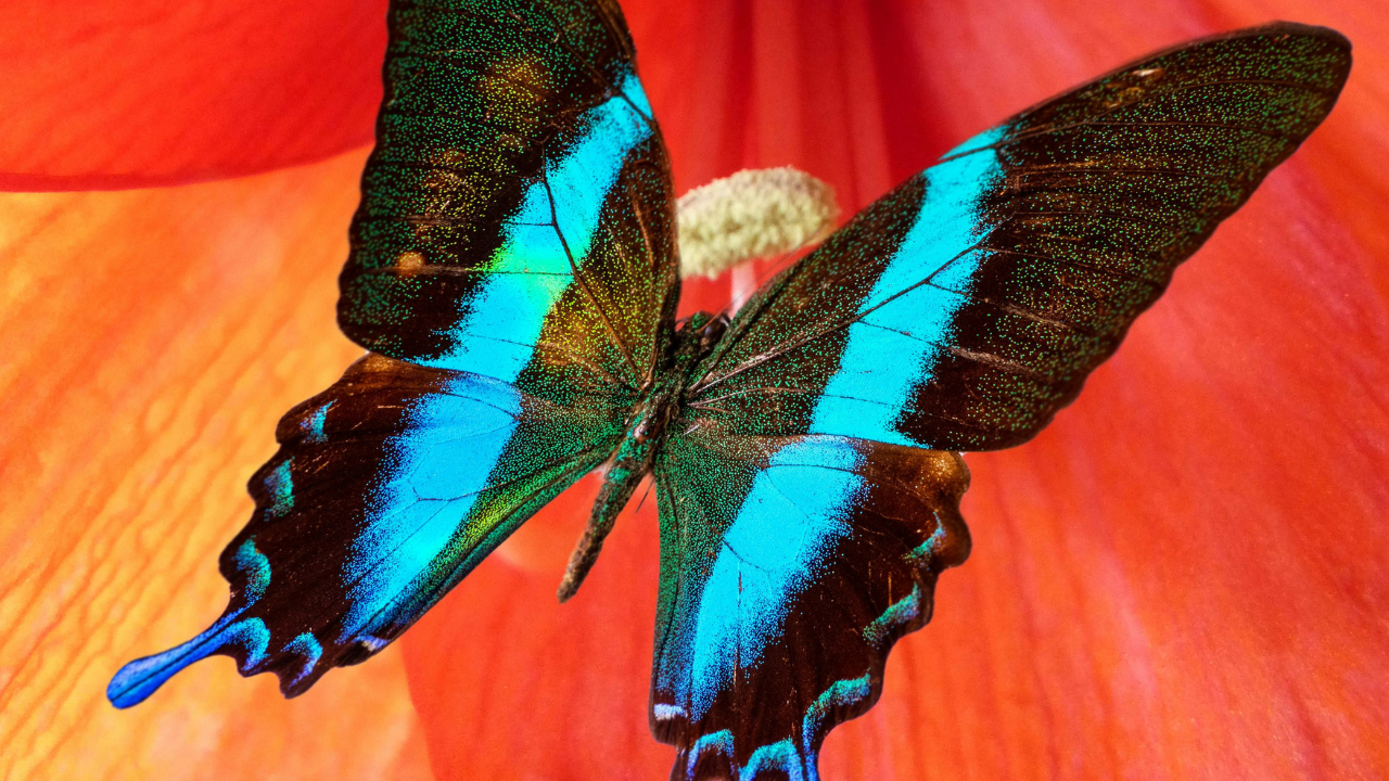 Ulysses Butterfly