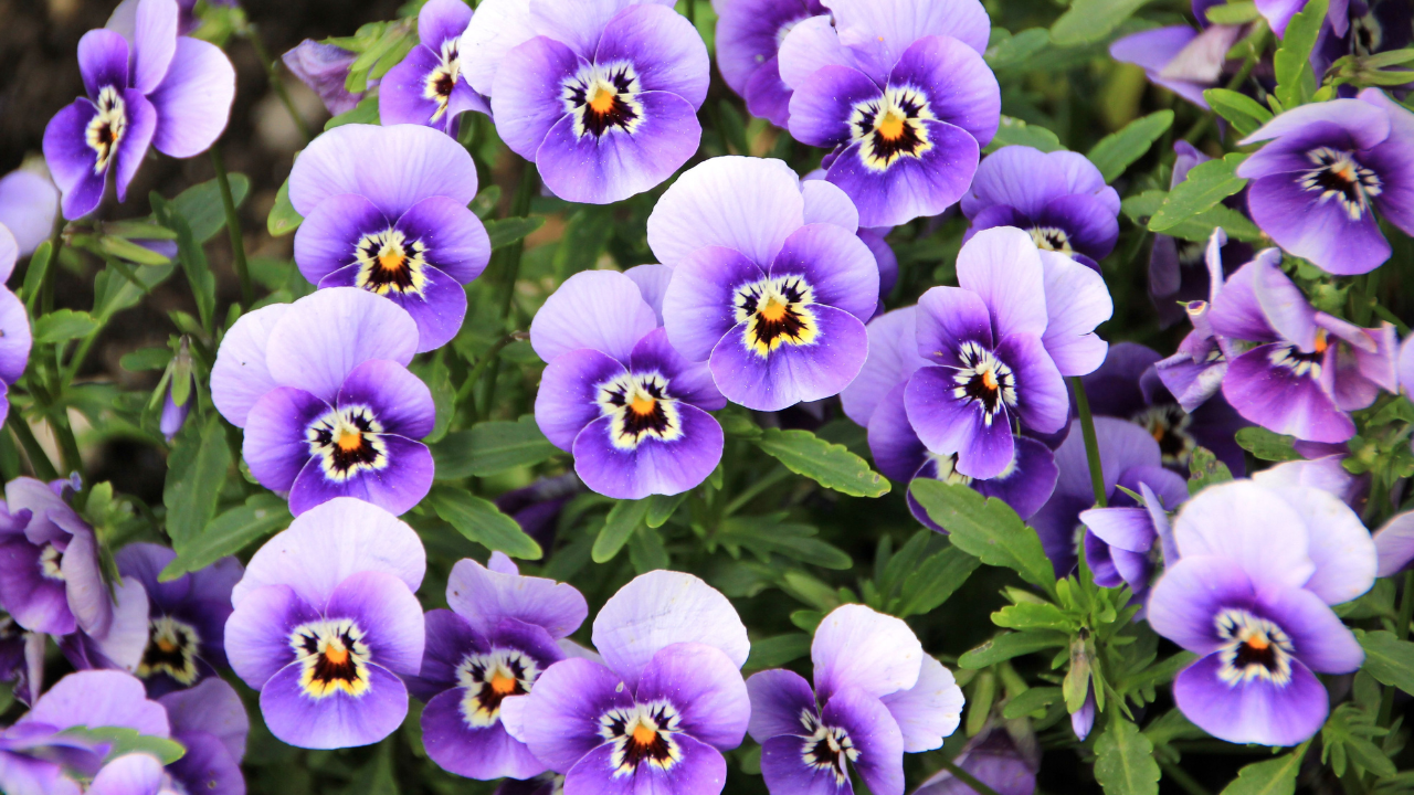 pansies pansies
