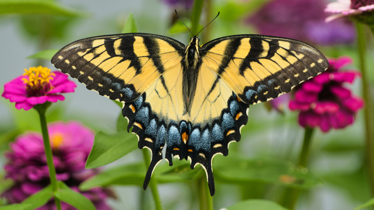 swallowtail
