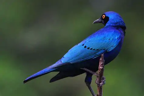 50+ Beautiful Things That are Blue in Nature