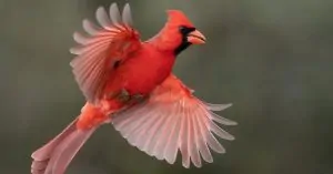 cardinal 2