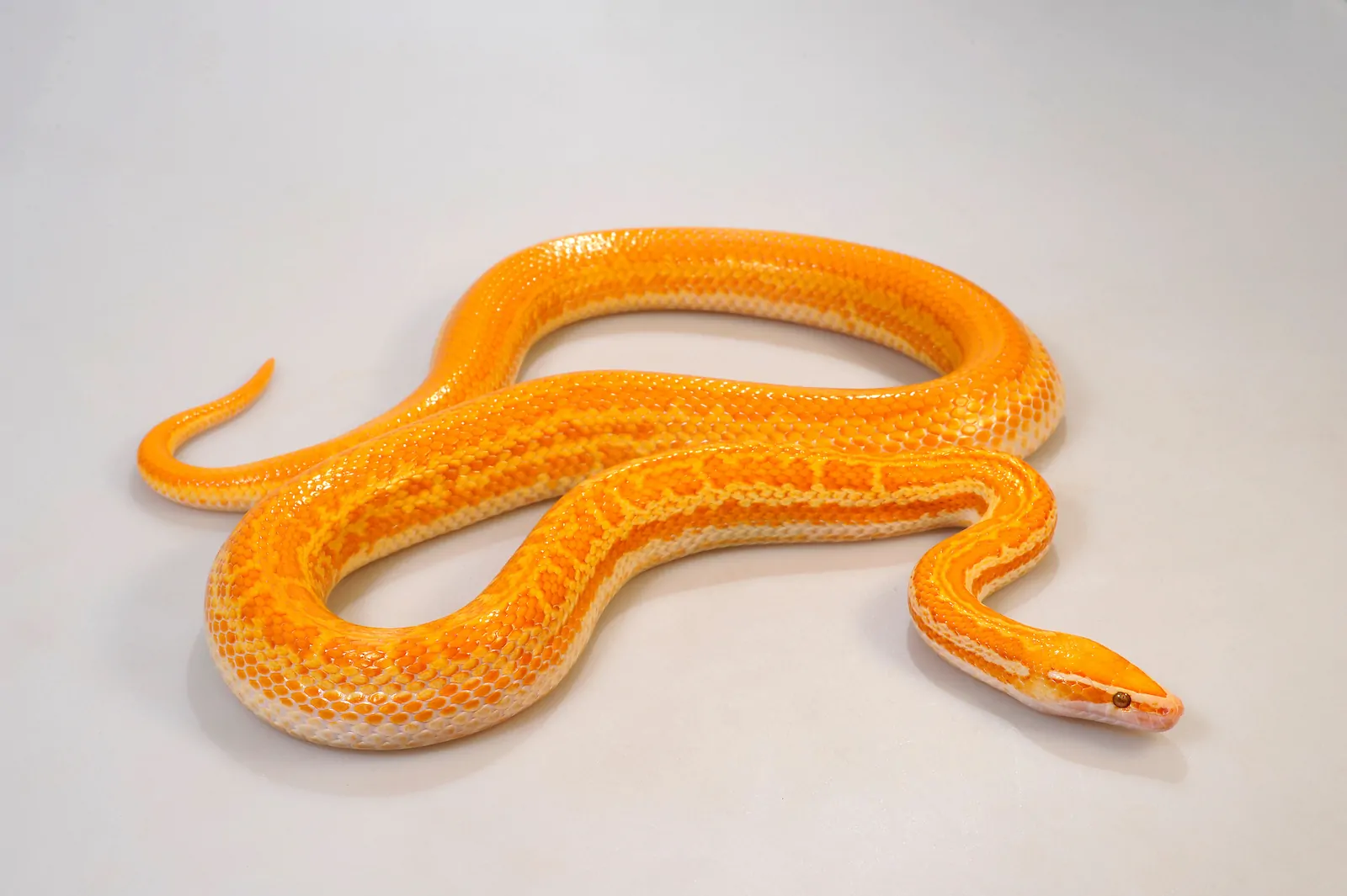 Albino African House Snake