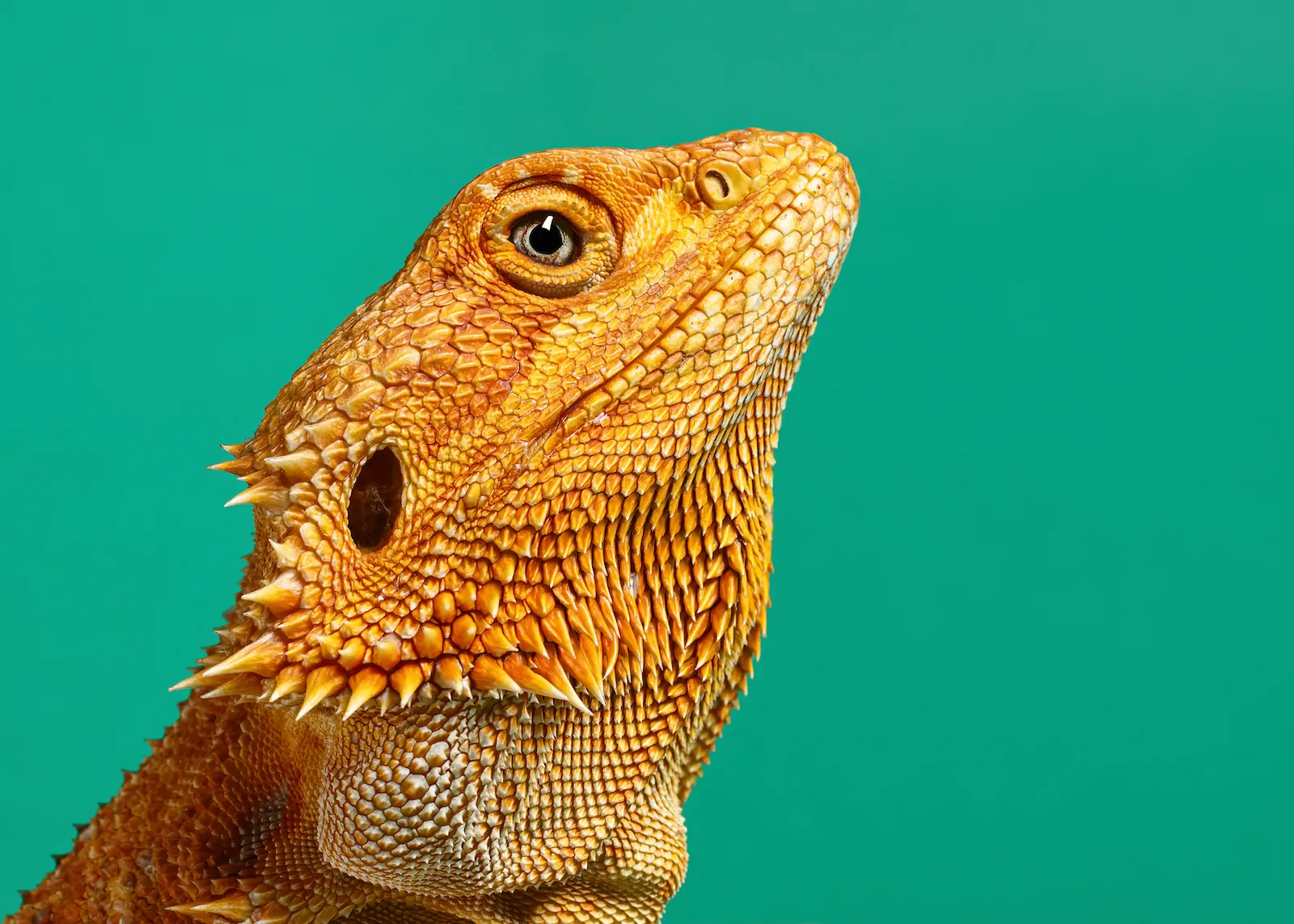 Bearded Dragon