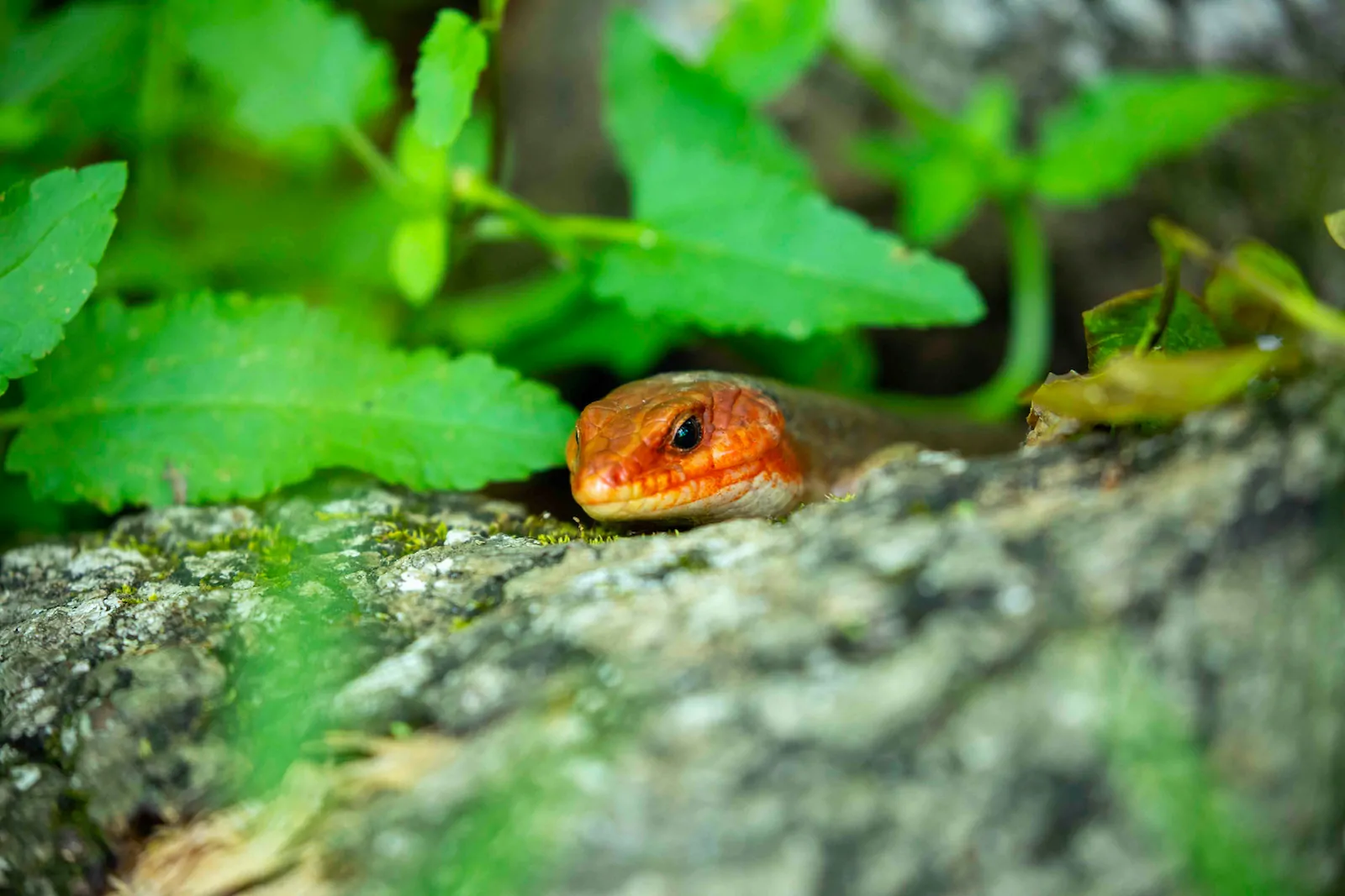 Broad Headed Skink