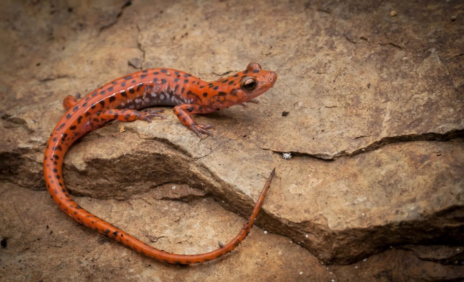 Cave Salamander