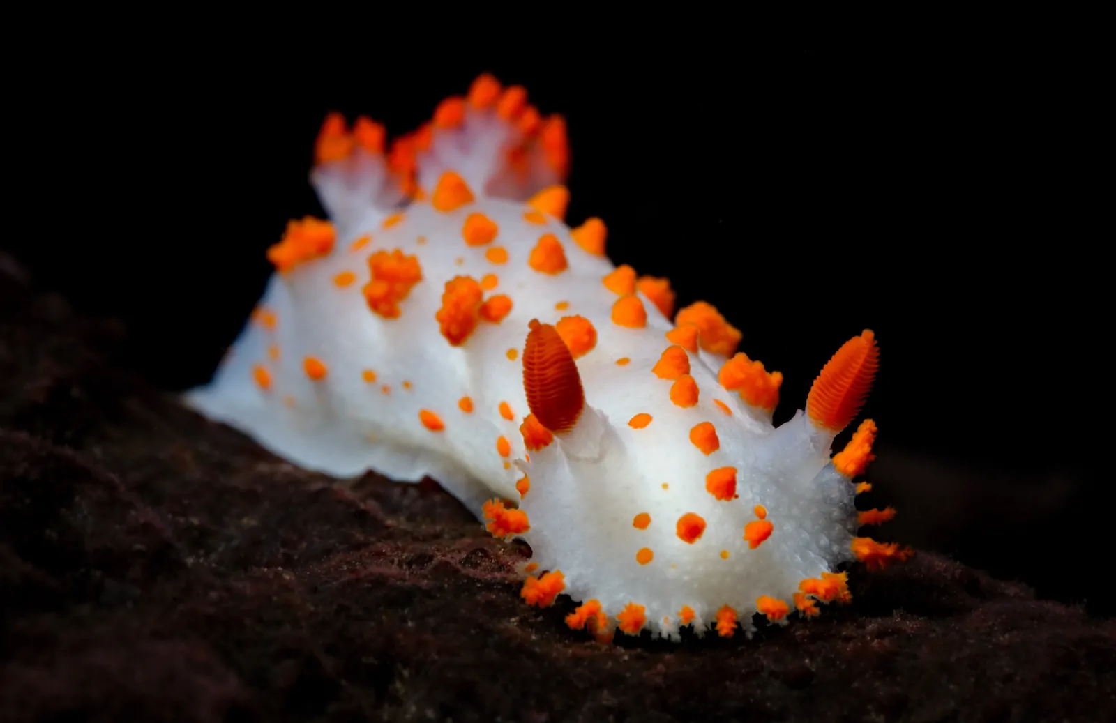 Clown Nudibranch
