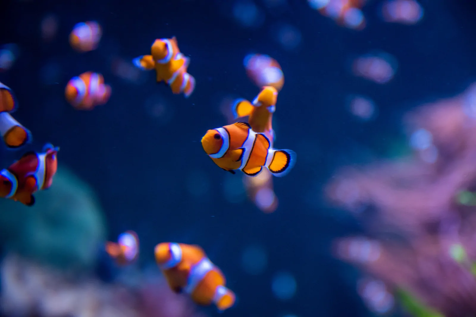 Clownfish 1