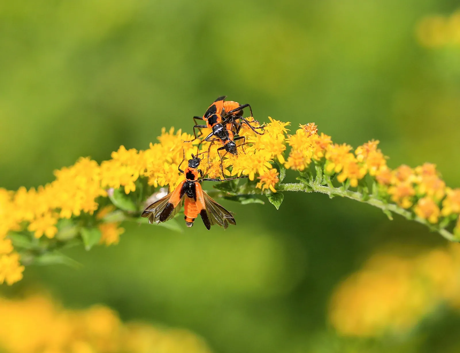 Colorado Soldier Beetle