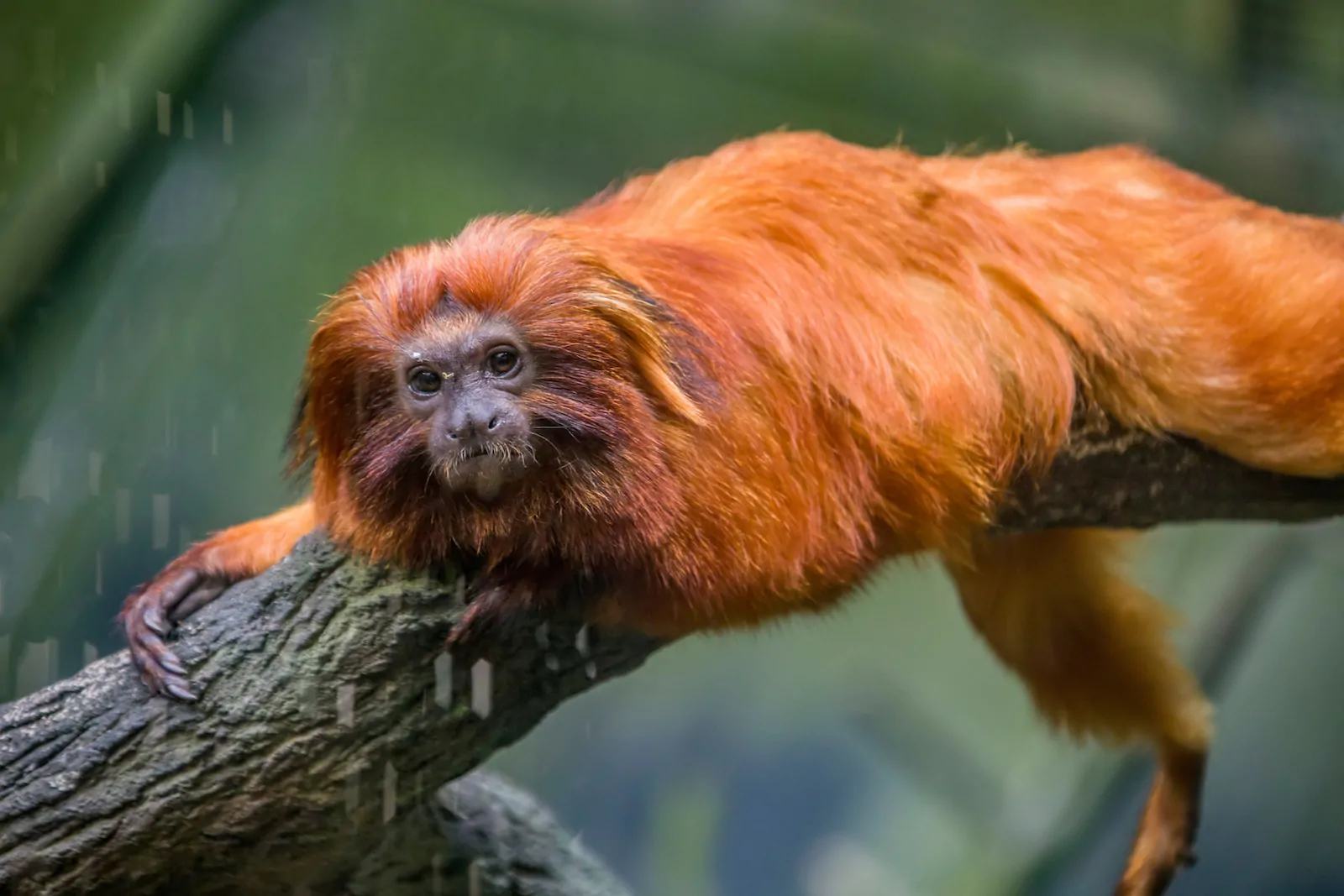 Golden Lion Tamarin