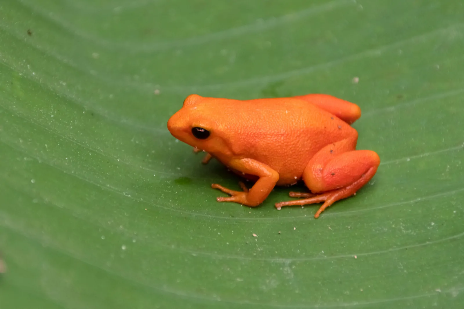 Golden Mantella