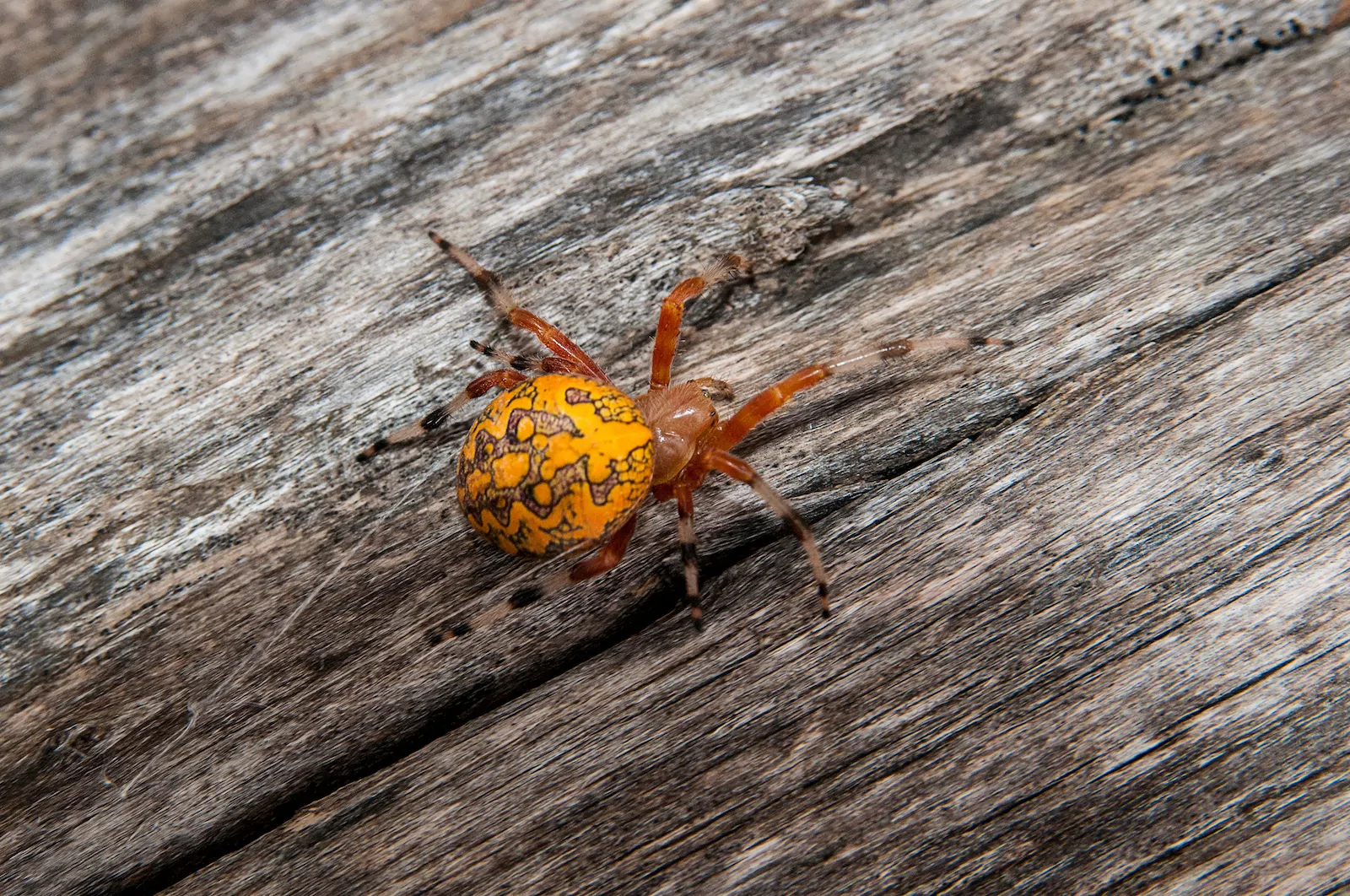 Marbled Orbweaver