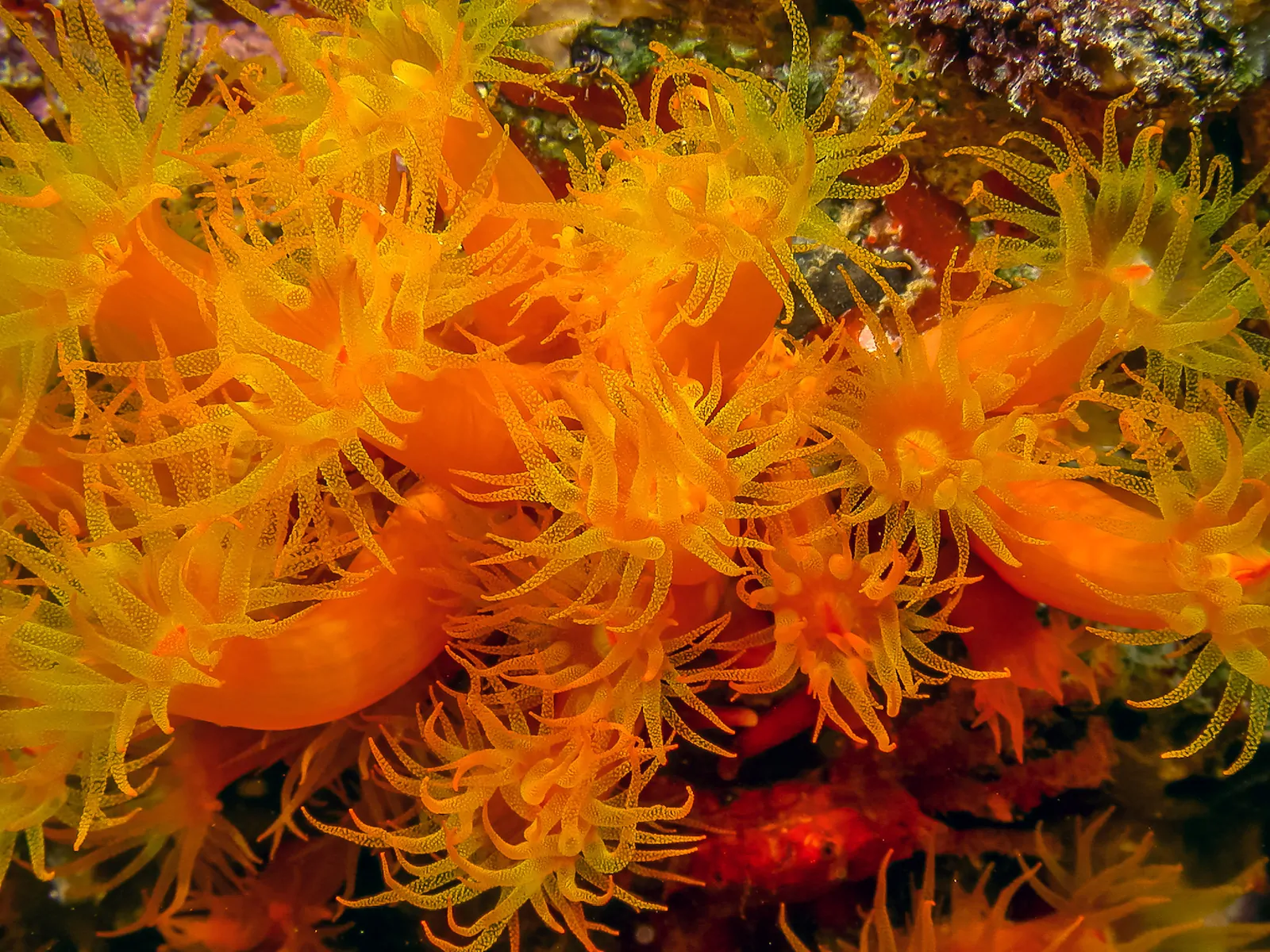 Orange Cup Coral