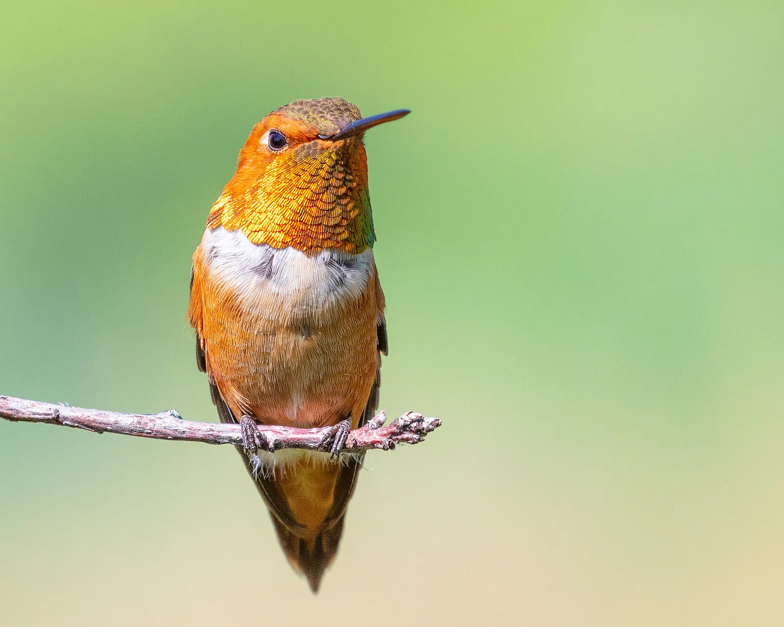 Rufous Hummingbird
