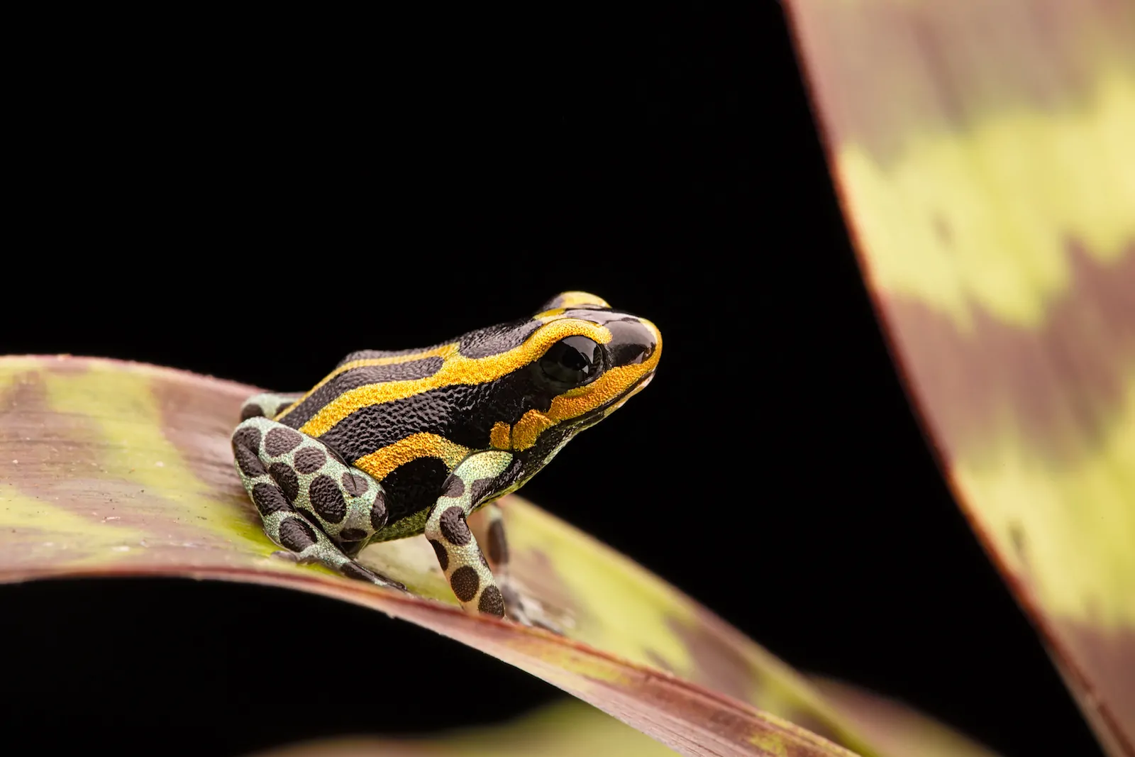 Sira Poison Dart Frog 1