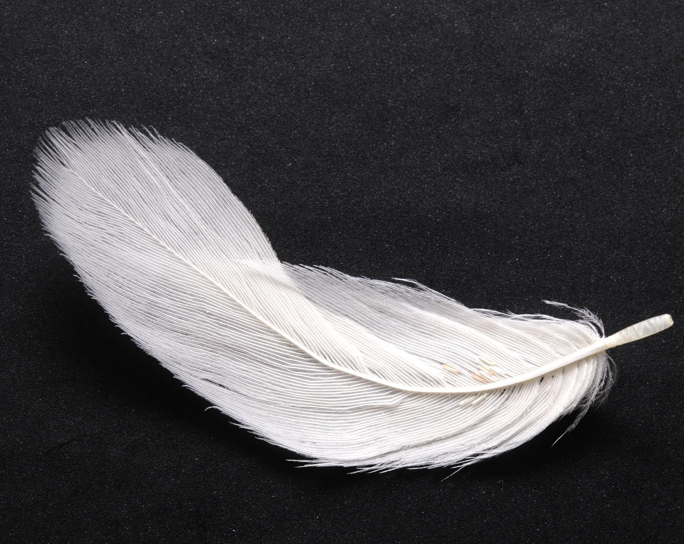 White feather
