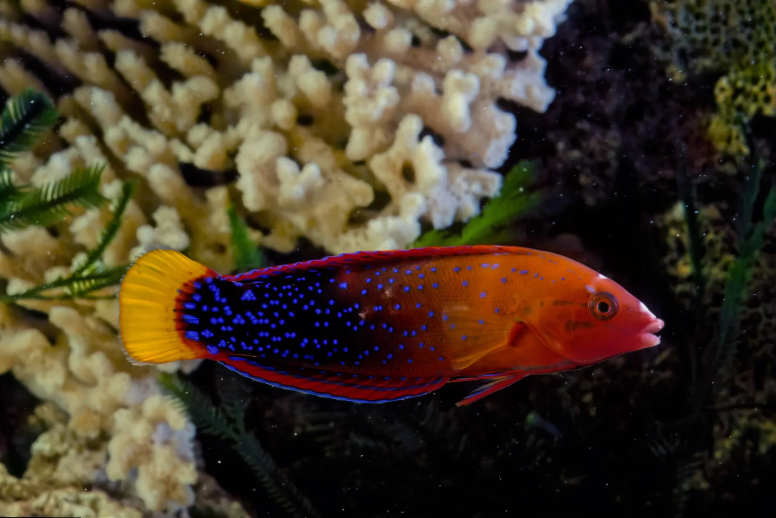 Yellowtail Coris